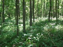 Informacja dla właścicieli lasów prywatnych